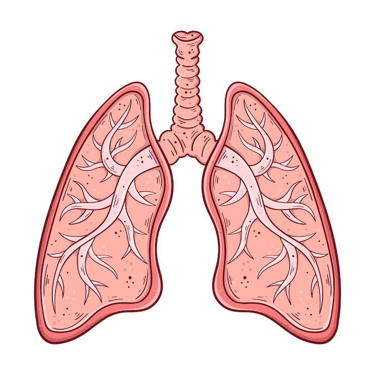 Bronchioles