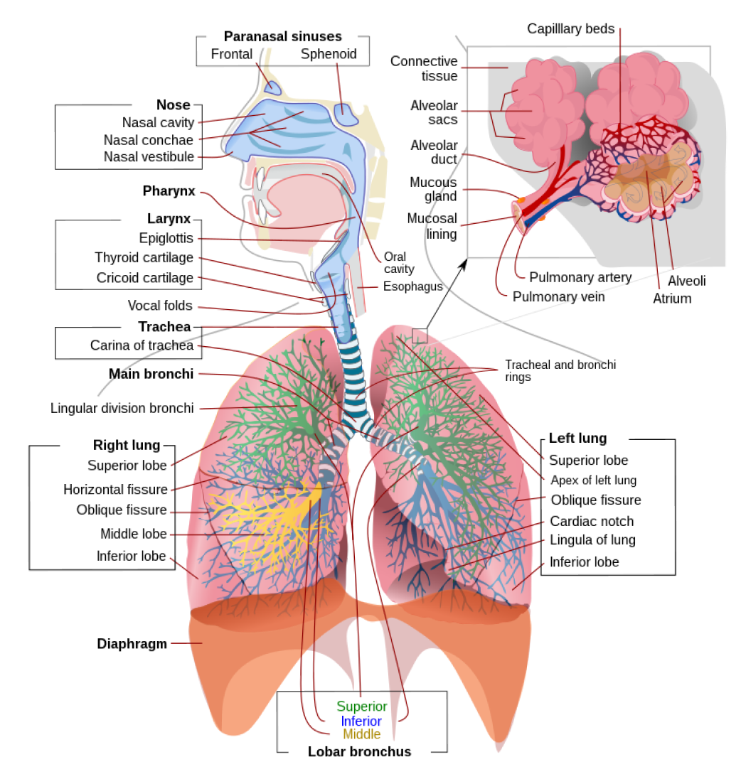 Parts of the Respiratory System